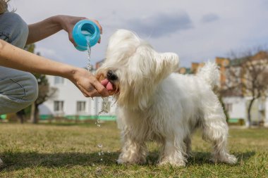 Güneşli bir günde sahibinin elinden su içen susamış beyaz tüylü köpek.