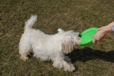 Oyuncu West Highland White Terrier köpeği çimlerin üzerinde duruyor, sahibinin elindeki yeşil frizbiye odaklanmış, banliyö evinin yakınındaki açık havada yakalamaca oynamaya hazır.
