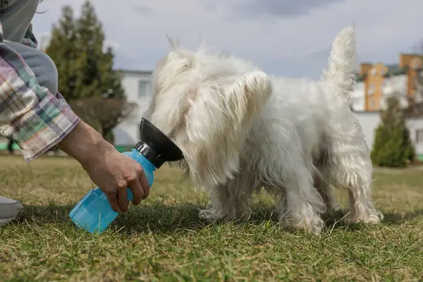 Güneşli bir günde sahibinin elinden su içen susamış beyaz tüylü köpek.