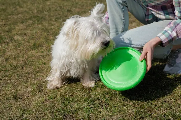 Oyuncu West Highland White Terrier köpeği çimlerin üzerinde duruyor, sahibinin elindeki yeşil frizbiye odaklanmış, banliyö evinin yakınındaki açık havada yakalamaca oynamaya hazır.