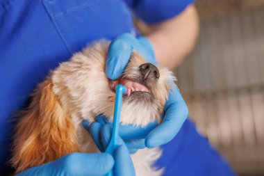 Diş kontrolü sırasında veteriner köpeklerin dişlerini fırçalamak, evcil hayvan hijyeni, veteriner diş bakımı konsepti.