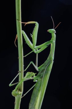 Stüdyo ışığındaki siyah arka planda izole edilmiş bir bitki sapına tırmanan yeşil peygamberdevesinin yakın çekim makrosu..