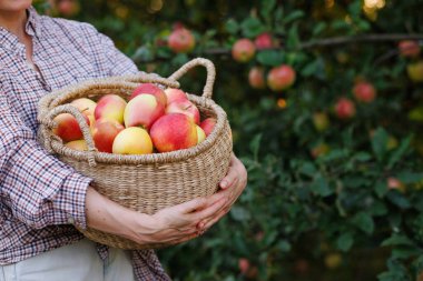 Sonbahar hasat mevsimi boyunca meyve bahçesinde toplanan taze elmalarla dolu sepeti tutan çiftçi, yakın çekim görüntüsü..