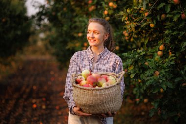 Sonbahar hasadı günbatımında meyve bahçesinde taze toplanmış elma sepeti tutan gülümseyen kadın..
