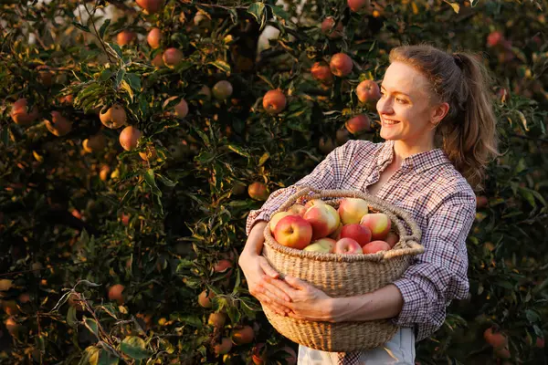 Güler yüzlü kadın, güz hasadı sırasında meyve bahçesinde bir sepet dolusu taze elma tutuyor..