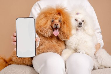 Kucağında iki sevimli fino köpeğinin yanında boş ekranlı akıllı telefon tutan kişi, model kullanımı için mükemmel..
