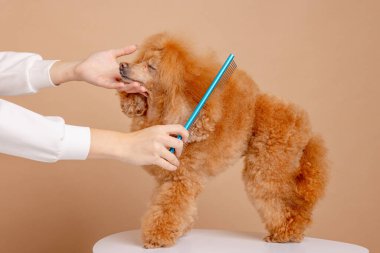 Profesyonel tımarcı, kırmızı kanişin kürkünü tımar masasında tarıyor. Köpek kuaförde tımar sırasında rahatlamış..