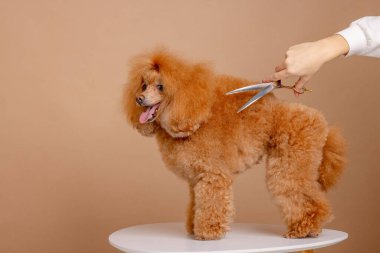 Profesyonel köpek bakımı seansı, masada kırmızı kaniş, stüdyo ortamında kıvırcık kürk budama makası..