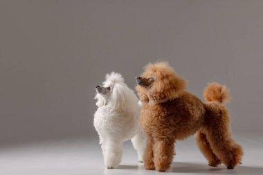 Stüdyoda birlikte duran iki iyi hazırlanmış kaniş, gri arka planda izole edilmiş, tetikte bekliyorlar..