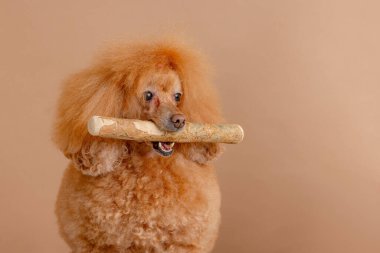 Ağızda tahta bir sopa tutan tüylü kırmızı kaniş, bej renkli stüdyo arka planında izole edilmiş..