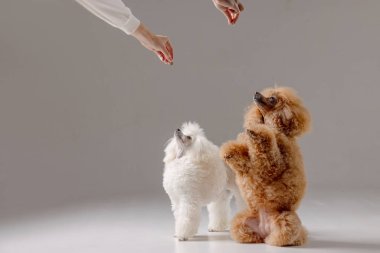 Stüdyoda itaat eğitimi sırasında iki kaniş, bir tanesi tedavi için ayakta, ikisi de spor ayakkabılarının el hareketlerine odaklanmış.