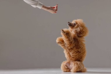 Antrenman sırasında arka ayaklarının üzerinde oturan sevimli kayısı kanişi, en az stüdyoda sahibini ağırlamaya odaklanmış..