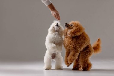 Stüdyoda itaat eğitimi sırasında iki kaniş, bir tanesi tedavi için ayakta, ikisi de spor ayakkabılarının el hareketlerine odaklanmış.