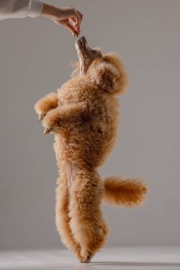 Antrenman sırasında arka ayaklarının üzerinde oturan sevimli kayısı kanişi, en az stüdyoda sahibini ağırlamaya odaklanmış..