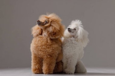 İki şık kaniş, bir kayısı ve bir beyaz. Stüdyoda yan yana oturuyorlar. Gri arka planda..