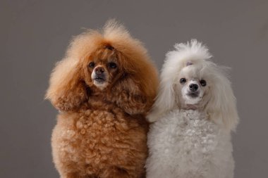 Kayısı ve beyaz, gri stüdyo arka planında yan yana oturan iki zarif kanişin portresi..