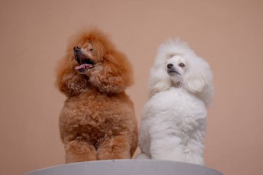 Beyaz ve kayısılı, bej arka planda poz veren tüylü paltolu iki kanişin portresi..