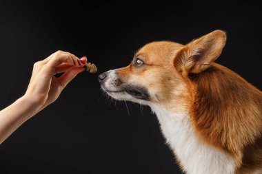 Bir Corgi köpeğinin yakın çekimi siyah arka planda izole edilmiş bir insan eli tarafından tutulan bir ikramı hevesle kokluyor..