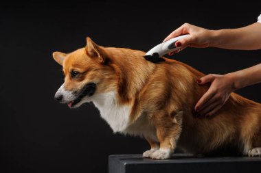Galli bir Corgi köpeğinin elektrikli makasıyla, hayvan bakımıyla ve kuaförde profesyonel bakımı.