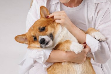 Mutlu Corgi köpeği beyaz elbiseli genç bir kadın tarafından kucaklanıyor. Stüdyoda sevgisini ve sevgisini ifade ediyor..