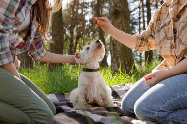 Sahipleri açık havada şirin beyaz köpek eğitirken, bir kadın ikramda bulunurken diğer bir nazik köpek, itaat ve arkadaşlık konsepti Sunny Park 'ta..