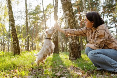 Neşeli beyaz köpek eğiten bir kadın güneşli bir parkta, evcil hayvan zıplama, bağlanma ve etkinlik zamanı..