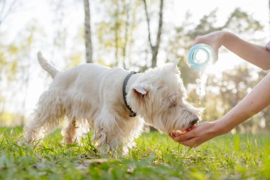 Sahibi, güneşli bir günde susamış beyaz bir köpeğe temiz su veriyor. Evcil hayvan bakımı konsepti..