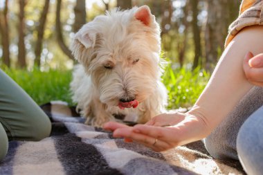 Tatlı beyaz köpek dudaklarını yalıyor ve Sunny Park 'ta sahibinin elinden bir ziyafete bakıyor. Evcil hayvan besleme ve hayvan bakımı kavramı..