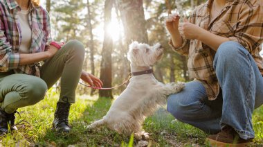 İki kadın açık havada beyaz bir köpeği eğitiyor, güneşli bir parkta itaat komutlarını öğretiyor, bağ kuruyor ve evcil hayvan bakımı kavramını geliştiriyor..