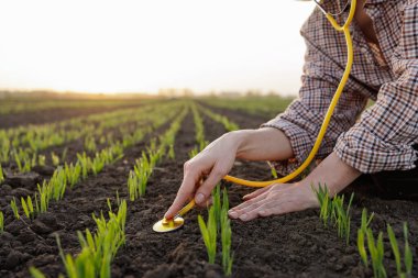 Çiftçi büyüyen ekinleri steteskop, sürdürülebilir tarım ve bitki sağlığı teşhisi konsepti kullanarak inceliyor.