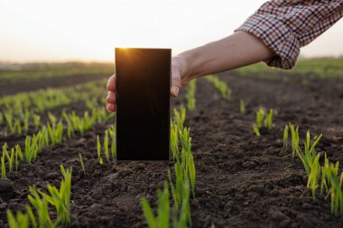 Gündoğumunda tarlada filizlenen mahsuller üzerinde akıllı telefon tutan çiftçi, akıllı tarım çözümlerini sembolize ediyor.