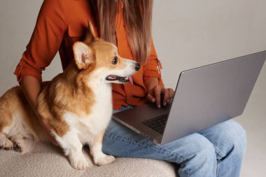 Corgi Dog dizüstü bilgisayarda çalışan bir kadınla oturuyor, meraklı hayvan izleme ekranı, rahat çalışma alanı konsepti.
