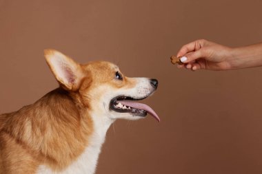 Corgi köpek hevesle sahibinin elinde kemik şekilli bir ziyafete bakıyor, dili dışarıda, heyecanlı bir şekilde içeride bekliyor..