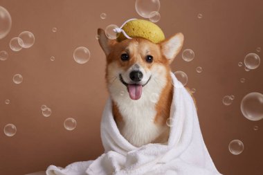 Happy Corgi 'nin kafasında havlu ve banyo süngeri vardı. Banyo üstüne sabun köpükleri arasında oturuyordu. Kahverengi arka planda..