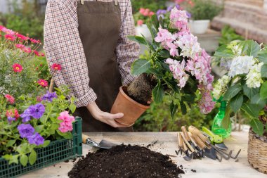 Bahçıvanın çiçek açan ortanca bitkisini kilden demliğe dönüştürmesi, baharın baharı için toprağı hazırlaması, yakın çekim sahnesi..
