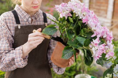 Bahçıvan kadının bahar bakımı sırasında küçük bahçe malası kullanarak ortanca bitkisine toprak eklediği yakın plan..