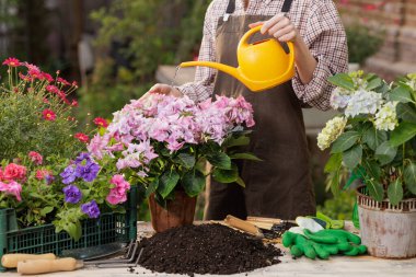 Bahçıvan çiçeklerini suluyor açık bahçede, parlak sarı sulama kutusunu kullanarak pembe ortanca çiçeği açıyor..