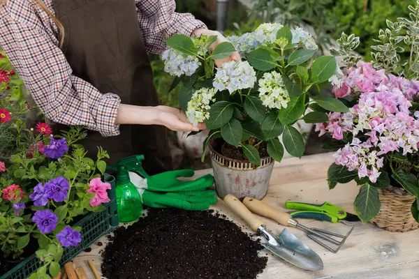 Bahçede çiçek açan ortancalarla ilgilenen kadın bahçıvan. Toprak, aletler, eldivenler ve canlı çiçeklerle..
