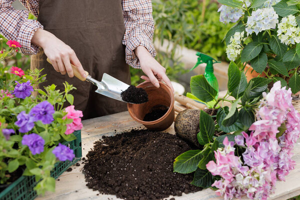 Садовник наполняет глиняный горшок почвой для репоттинга растений гортензии во время весенних садовых работ, сцена крупного плана.