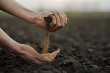 Çiftçilerin elleri gün batımında ekili alanda toprak kalitesini analiz ediyor. Sürdürülebilir arazi yönetimi kavramı..