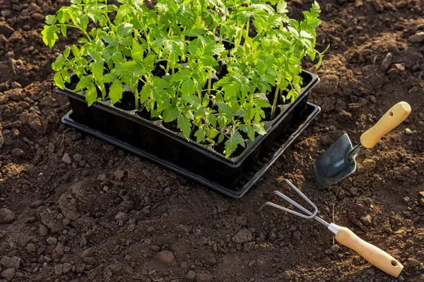 Gencecik domates tohumlarını plastik tepside, verimli topraklarda bahçe aletleriyle dışarıda ekmeye hazır..
