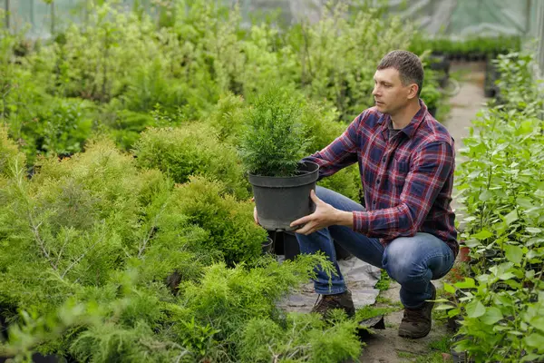 Bahçıvan serada kozalaklı saksı tutuyor, canlı yeşil çalılar ve ağaçlar arasında dikmek için hazırlanıyor.