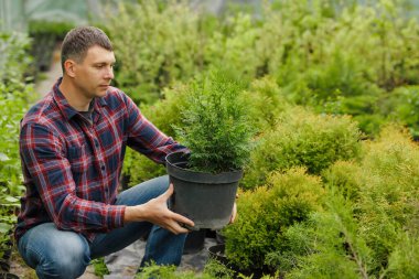 Ekose gömlekli bir adam fidanlıkta bir saksıda genç bir thuja bitkisi tutuyor, yeşil bahçe alanındaki yeşillikleri inceliyor..
