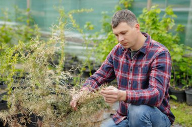 Seradaki kurumuş thuja çalılarını inceleyen adam bitki hasarını ve solgunluk veya hastalık belirtilerini inceliyor..