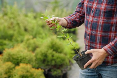 Kareli tişörtlü bahçıvan, yeşil yapraklı çocuk odasında plastik kabın içindeki küçük fideleri inceliyor..