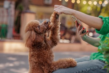 Arka ayakları üzerinde duran tüylü kırmızı kaniş, açık hava sokak antrenmanında sahibinden ikram bekliyor..