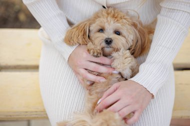 Şirin tüylü köpek kadının kucağında sarılıyor. Yumuşak gün ışığında evcil hayvanla samimi bir bağ kuruyor. Sıcak ve rahat bir ruh hali içinde..