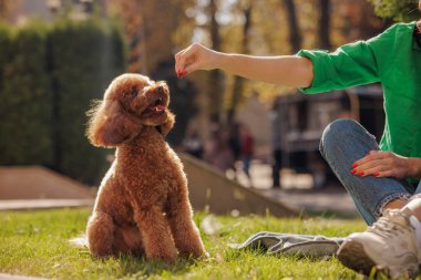 Akıllı kırmızı kaniş, açık hava köpek eğitimi sırasında sahibinin başıyla ilgilenirken dikkatle oturur..