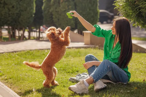 Neşeli kırmızı kaniş, güneşli açık hava oyun saatlerinde parkta genç bir kadının tuttuğu yeşil oyuncağı yakalamak için zıplıyor..