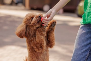 Tapılası kırmızı kaniş, açık hava köpek eğitimi sırasında yakalanan sahibinin elinden nazikçe muamele görmek için ayağa kalkar..